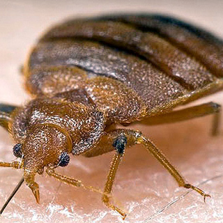 bug-3-large.jpg bug-3-large.jpg